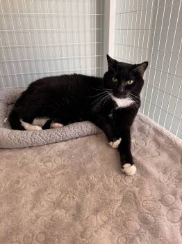 Siren -  Domestic Short Hair Cat for Adoption in Suffolk, Virginia - Siren | PetCurious