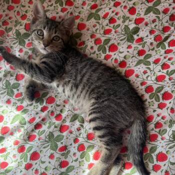 Churro 2 -  Domestic Short Hair Cat for Adoption - Churro 2 | PetCurious