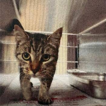 American Shorthair Cats Available for Adoption - Lettice | PetCurious