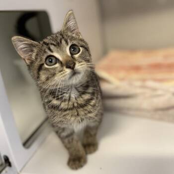 Kenny Rogers -  Domestic Short Hair Cat for Adoption in Ridgely, Maryland - Kenny Rogers | PetCurious