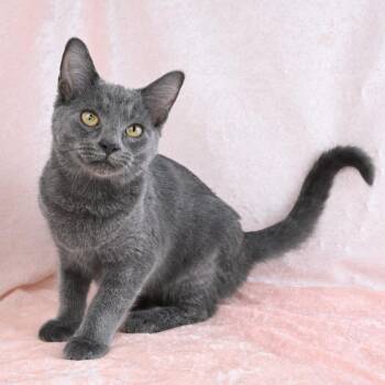 Stanley -  Russian Blue and Domestic Short Hair Cat for Adoption in Mobile, Alabama - Stanley | PetCurious