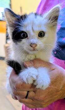 Tractor -  Domestic Long Hair Cat for Adoption in Portland, Indiana - Tractor | PetCurious