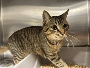 Domestic Short Hair Cats Available for Adoption - JOURNEY | PetCurious