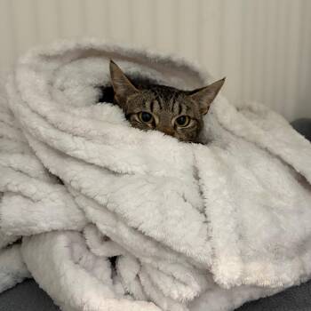 Roze -  Domestic Short Hair Cat for Adoption in Port Angeles, Washington - Roze | PetCurious