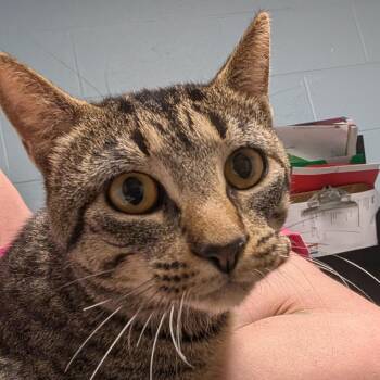 Domestic Short Hair Cats Available for Adoption - Tristan | PetCurious