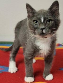 Havarti -  Domestic Short Hair Cat for Adoption in Eugene, Oregon - Havarti | PetCurious