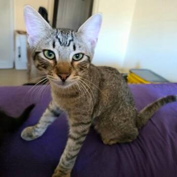 Eugene -  Domestic Short Hair Cat for Adoption in Kingman, Arizona - Eugene | PetCurious