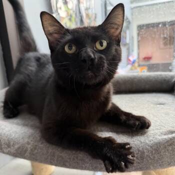 Peter CM 1/26 -  Bombay Cat for Adoption - Peter CM 1/26 | PetCurious