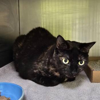 Guppy -  Domestic Short Hair and Mixed Breed Cat for Adoption in Burlington, Ontario - Guppy | PetCurious