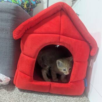 Ricotta -  Domestic Short Hair Cat for Adoption in Salt Lake City, Utah - Ricotta | PetCurious