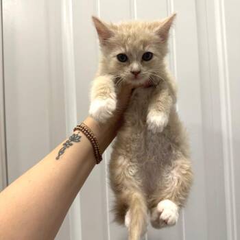 Blueberry -  Domestic Medium Hair Cat for Adoption in Chattanooga, Tennessee - Blueberry | PetCurious