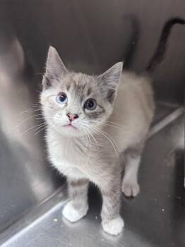 Tahlequah -  Domestic Short Hair Cat for Adoption in Fort Lupton, Colorado - Tahlequah | PetCurious