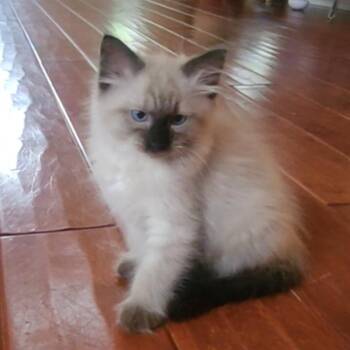 Ragdoll and Himalayan Cats Available for Adoption in Allen, Texas - Cocoa Puffs (Pre-Adoption ONLY)- Ragdoll Mix | PetCurious