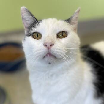 Donny -  Domestic Short Hair Cat for Adoption in Lynchburg, Virginia - Donny | PetCurious