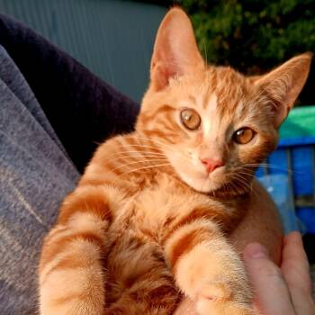 Rescue Domestic Short Hair Cats for Adoption in Lynchburg, Virginia - Orangers | PetCurious