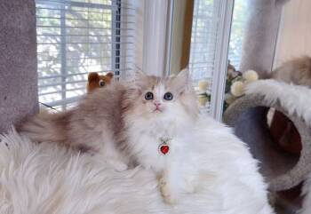 M035 -  British Longhair Cat for Sale in Los Angeles, California - M035 | PetCurious