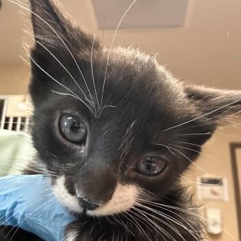Mike -  Domestic Short Hair Cat for Adoption in Flagstaff, Arizona - Mike | PetCurious