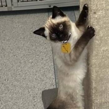 Mariko - Gorgeous Little Siamese Mix -  Siamese Cat for Adoption in Hoquiam, Washington - Mariko - Gorgeous Little Siamese Mix | PetCurious