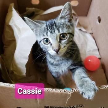 Cassie -  Domestic Short Hair Cat for Adoption in Carmel, Indiana - Cassie | PetCurious