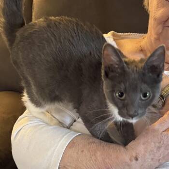 Sabrina Belle -  Domestic Short Hair Cat for Adoption in Greenwood, Indiana - Sabrina Belle | PetCurious
