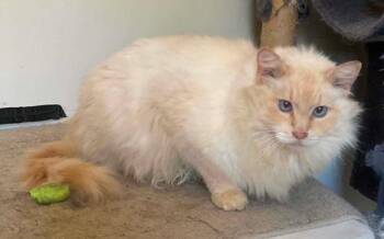 Thunder Heart -  Siamese Cat for Adoption in Anchorage, Alaska - Thunder Heart | PetCurious