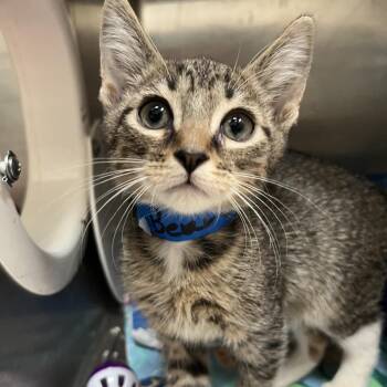 BearClaw -  Domestic Short Hair Cat for Adoption in Lakeland, Florida - BearClaw | PetCurious