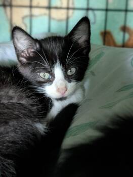 Dillon -  Domestic Medium Hair Cat for Adoption in Tilton, Illinois - Dillon | PetCurious