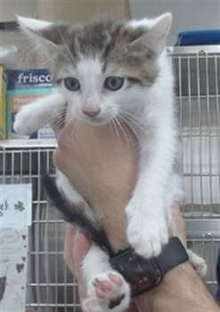 OTIS -  Domestic Short Hair Cat for Adoption in Salinas, California - OTIS | PetCurious