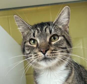 Cindy -  Domestic Short Hair Cat for Adoption in Golden, Colorado - Cindy | PetCurious