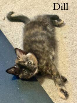 Domestic Short Hair Cats Available for Adoption in Lovingston, Virginia - Dill | PetCurious