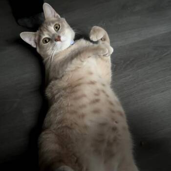 Sunny -  Domestic Medium Hair Cat for Adoption in Philadelphia, Pennsylvania - Sunny | PetCurious
