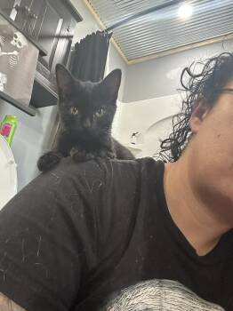 Rescue Tabby Cats for Adoption in Richmond Dale, Ohio - Lyla Webby | PetCurious