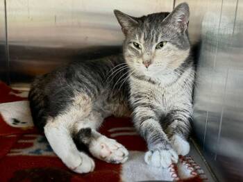Domestic Short Hair Cats Available for Adoption in New Kensington, Pennsylvania - Mirage | PetCurious