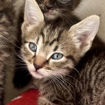Victory -  Domestic Short Hair Cat for Adoption in Durango, Colorado - Victory | PetCurious