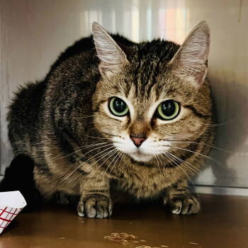 Rescue Abyssinian Cats for Adoption in Oakland, California - Sassy | PetCurious