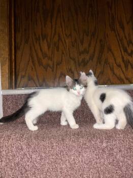 Bing -  Domestic Medium Hair Cat for Adoption in Minneapolis, Minnesota - Bing | PetCurious