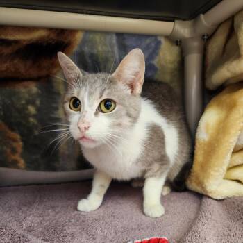 Mrs.Honey -  Domestic Short Hair Cat for Adoption in Fort Wayne, Indiana - Mrs.Honey | PetCurious