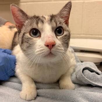 Leilani -  Domestic Short Hair Cat for Adoption in Murray, Utah - Leilani | PetCurious