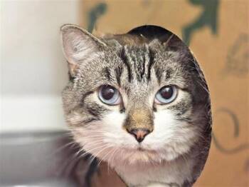 Siamese and Domestic Short Hair Cats Available for Adoption - BOO BEAR | PetCurious