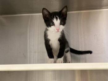 Domestic Short Hair Cats Available for Adoption in Tustin, California - FIGARO | PetCurious