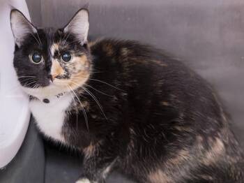 NALA -  Domestic Short Hair Cat for Adoption in Phoenix, Arizona - NALA | PetCurious