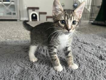 SALAMI -  Domestic Short Hair Cat for Adoption in Orlando, Florida - SALAMI | PetCurious