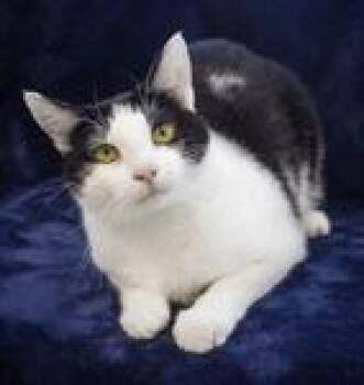 Rescue Domestic Short Hair Cats for Adoption in Logan, Iowa - Dotty | PetCurious