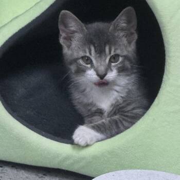 Aspen -  Domestic Short Hair Cat for Adoption in Pottsville, Pennsylvania - Aspen | PetCurious