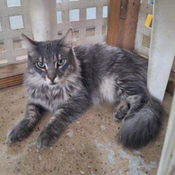 Lucky -  Maine Coon Cat for Adoption in Tampa, Florida - Lucky | PetCurious