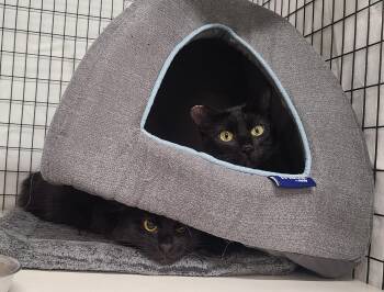 Domestic Medium Hair Cats Available for Adoption in Kirkland, Washington - Carlotta & Carly | PetCurious
