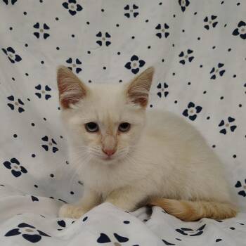 Zuko -  Siamese Cat for Adoption in Coos Bay, Oregon - Zuko | PetCurious
