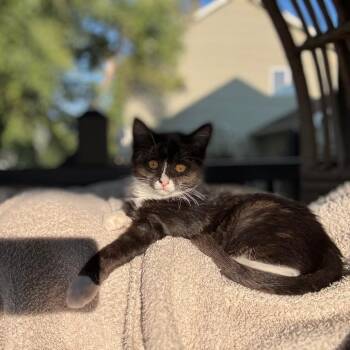 Jelly -  Domestic Short Hair Cat for Adoption in Buffalo, Minnesota - Jelly | PetCurious