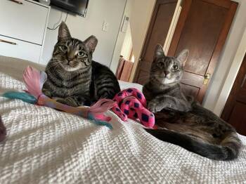 American Shorthair Cats Available for Adoption - Bonded Brothers Howl And Mitch | PetCurious