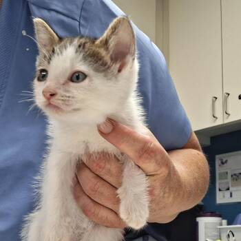 Molly (26-5494) -  Domestic Short Hair Cat for Adoption in Fort Smith, Arkansas - Molly (26-5494) | PetCurious